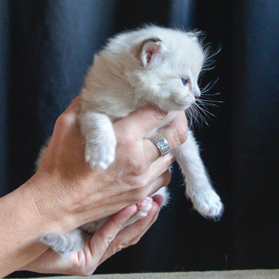 ragdoll kitten